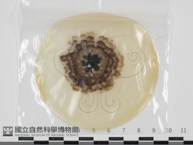 登錄號:F0034614藏品圖，第1張