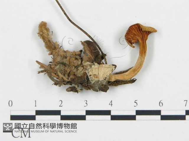 杯傘屬藏品圖，第1張