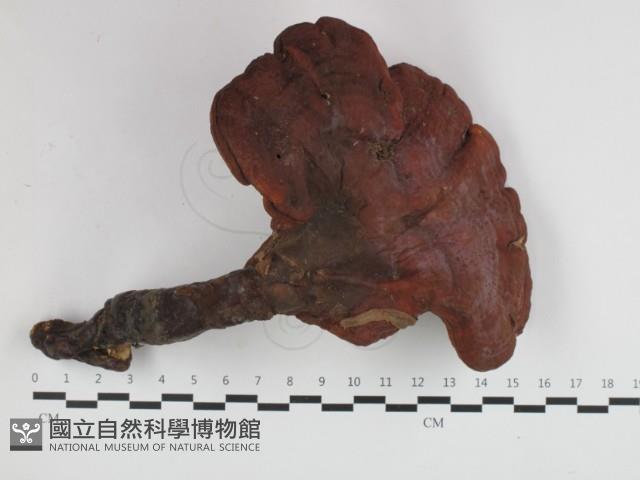 登錄號:F0032614藏品圖，第1張