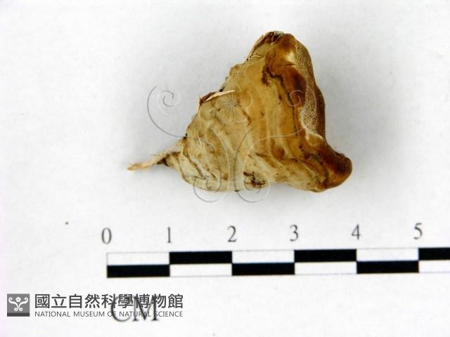 登錄號:F0017614藏品圖，第1張