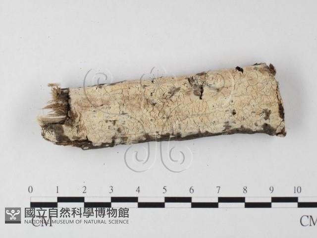 絲皮菌屬藏品圖，第1張