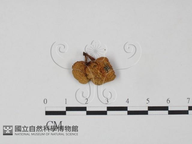 登錄號:F0015614藏品圖，第1張