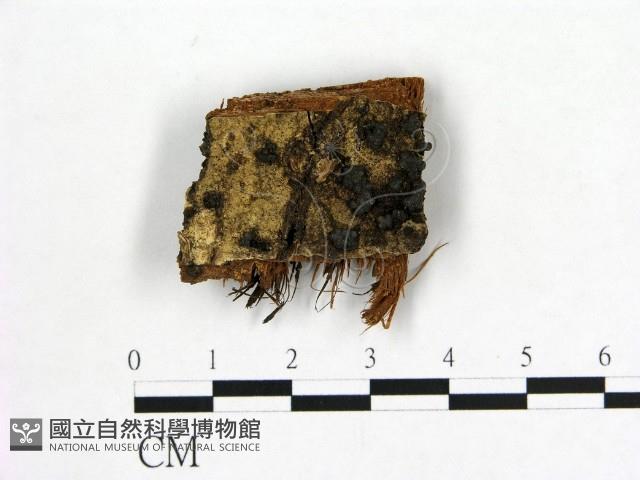 登錄號:F0019614藏品圖，第1張