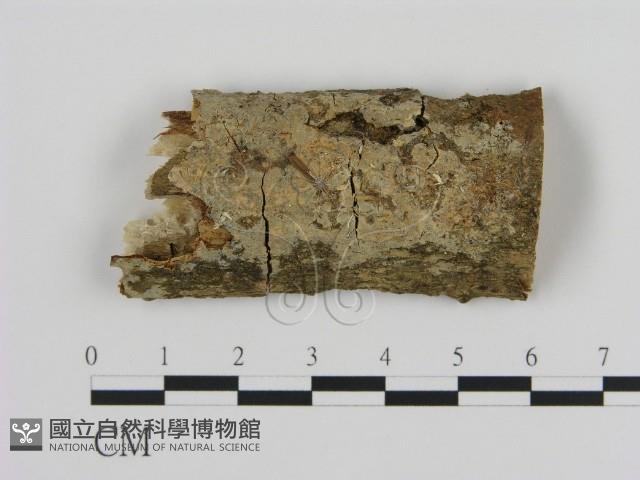 登錄號:F0003614藏品圖，第1張