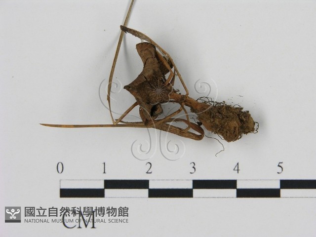 登錄號:F0013614藏品圖，第1張