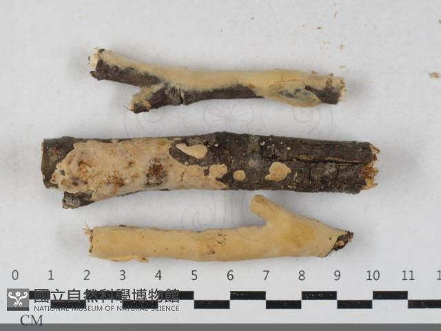 登錄號:F0033614藏品圖，第1張