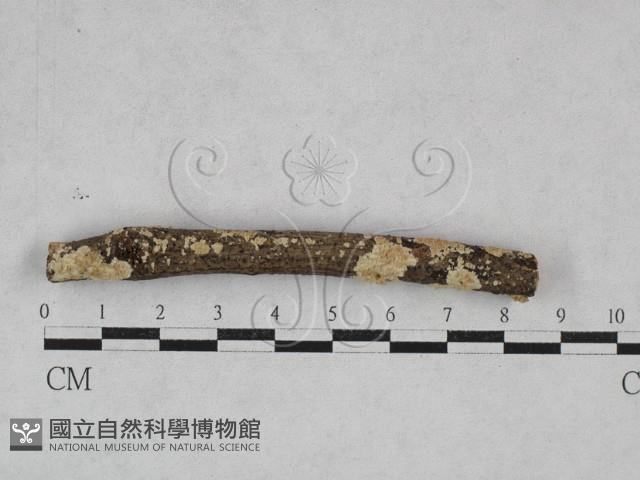 齒耳菌屬藏品圖，第1張