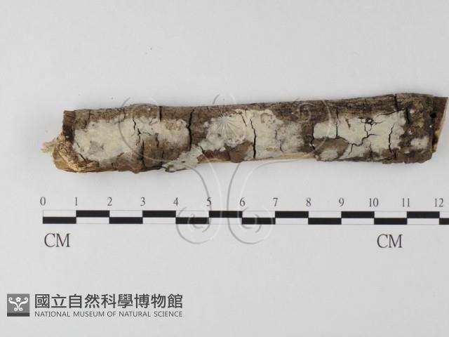 登錄號:F0020414藏品圖，第1張