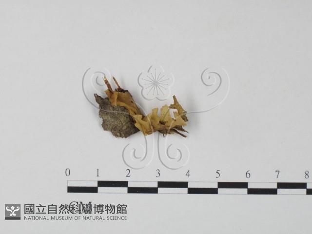 登錄號:F0000414藏品圖，第1張