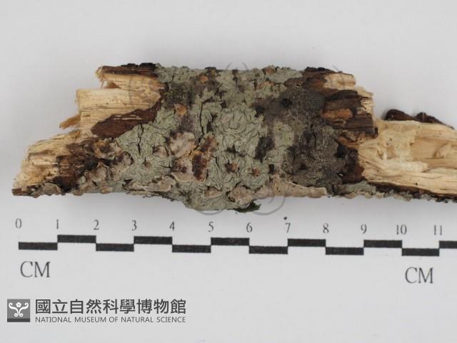 刺皮菌屬藏品圖，第1張