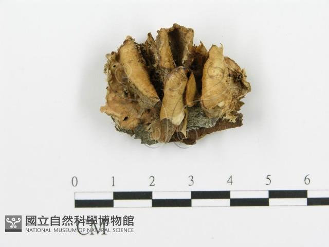 煙管菌藏品圖，第1張