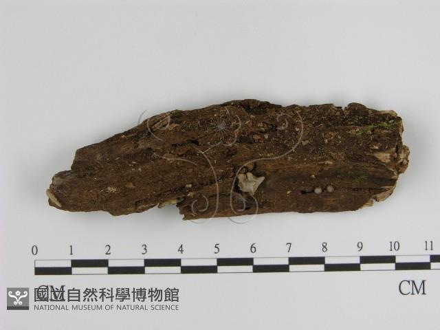 登錄號:F0021414藏品圖，第1張