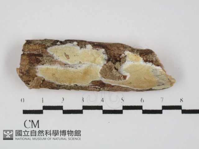 登錄號:F0031414藏品圖，第1張