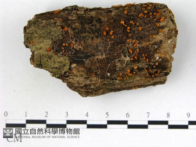 登錄號:F0022414藏品圖，第1張