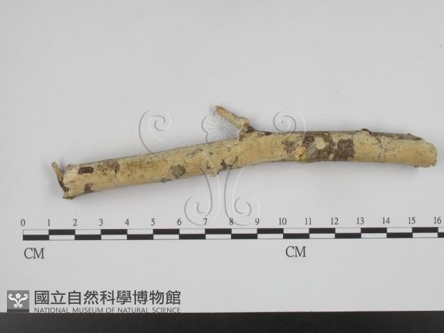 叉絲革菌屬藏品圖，第1張