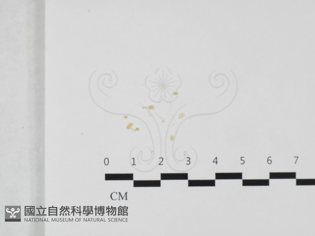 登錄號:F0032414藏品圖，第1張