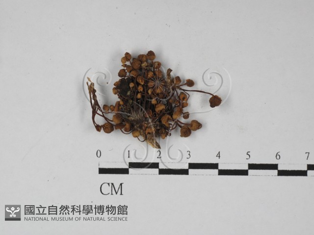登錄號:F0027414藏品圖，第1張