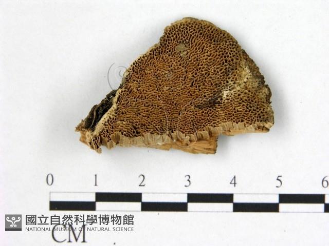 登錄號:F0017414藏品圖，第1張