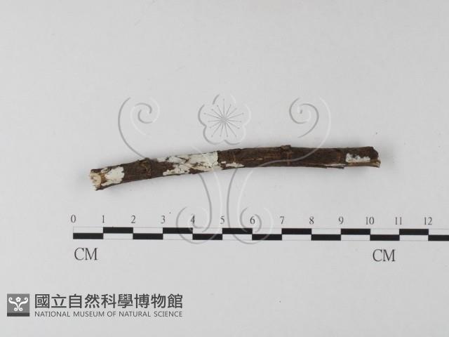 刺皮菌屬藏品圖，第1張