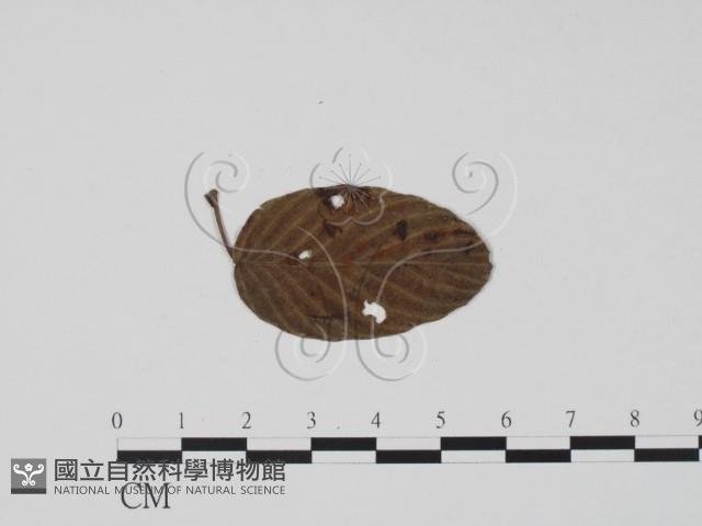 登錄號:F0019414藏品圖，第1張