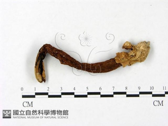 登錄號:F0023414藏品圖，第1張