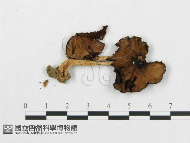 登錄號:F0013414藏品圖，第1張