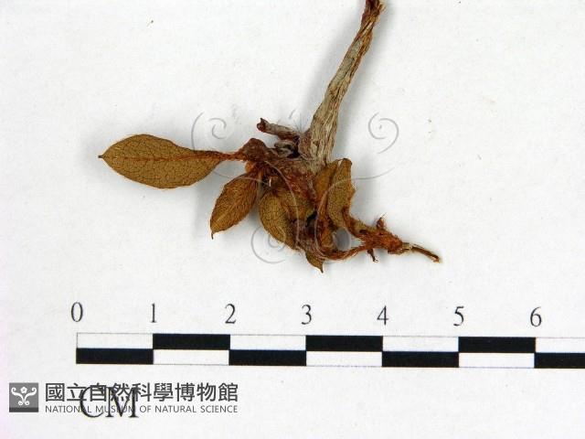 登錄號:F0020714藏品圖，第1張
