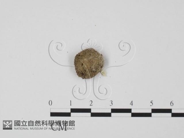登錄號:F0000714藏品圖，第1張