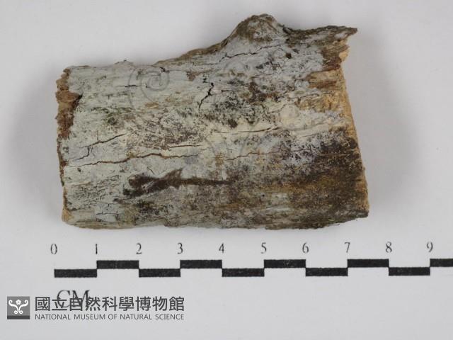 傑克菌屬藏品圖，第1張