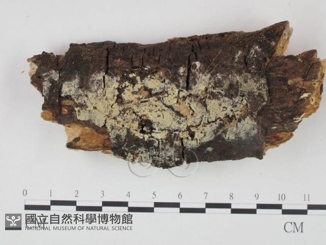 剛毛絲皮菌藏品圖，第1張