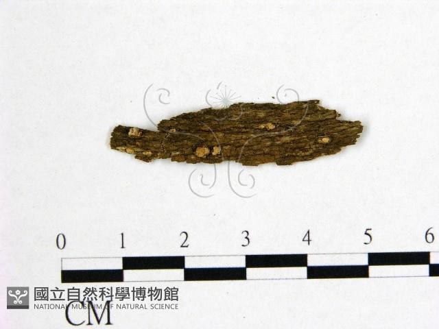 登錄號:F0011714藏品圖，第1張