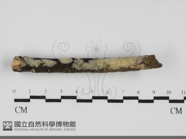 登錄號:F0031714藏品圖，第1張