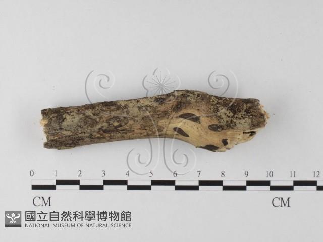 登錄號:F0024714藏品圖，第1張