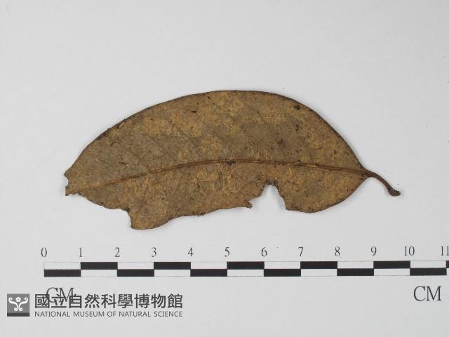 登錄號:F0004714藏品圖，第1張