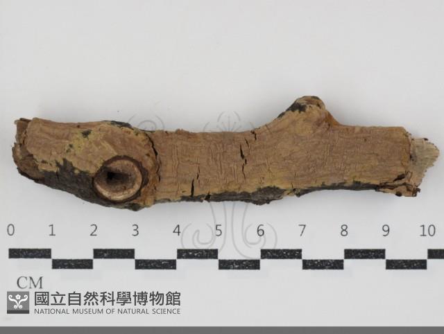 刺革菌屬藏品圖，第1張