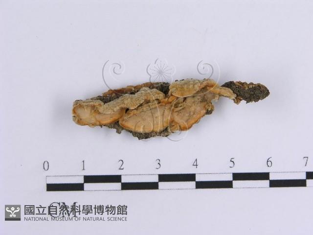 韌革菌屬藏品圖，第1張