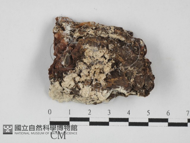 登錄號:F0027714藏品圖，第1張