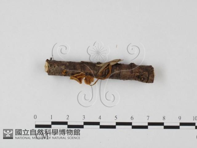 小菇屬藏品圖，第1張