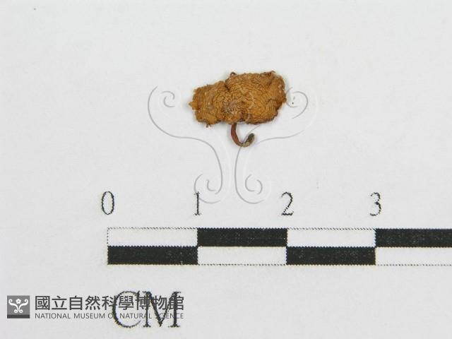 微皮傘屬藏品圖，第1張