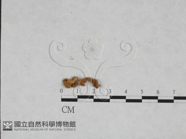 美味羊肚菌藏品圖，第1張
