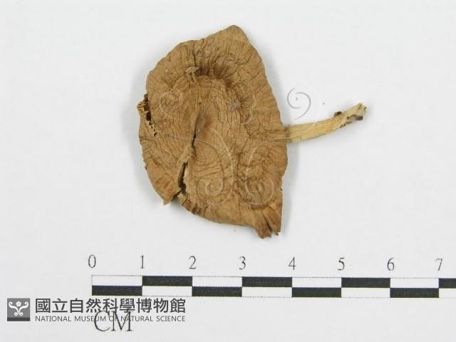 登錄號:F0003714藏品圖，第1張