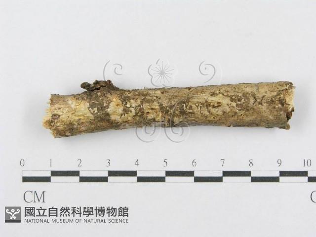 射脈菌屬藏品圖，第1張