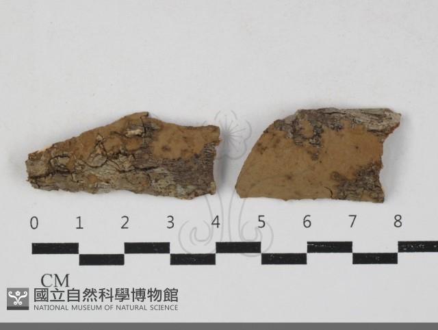 叉絲革菌屬藏品圖，第1張