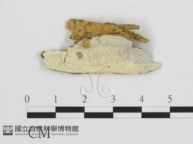 登錄號:F0020514藏品圖，第1張