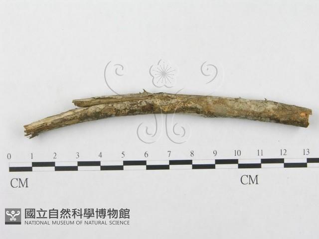 登錄號:F0000514藏品圖，第1張
