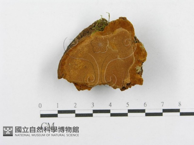 木層孔菌屬藏品圖，第1張