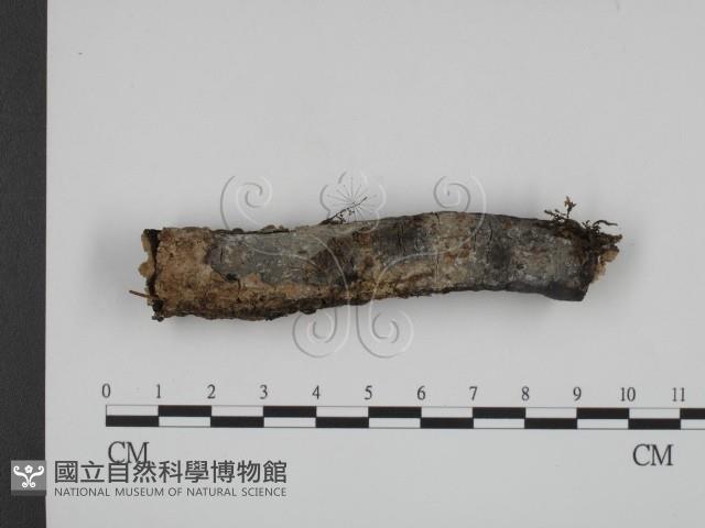 登錄號:F0001514藏品圖，第1張