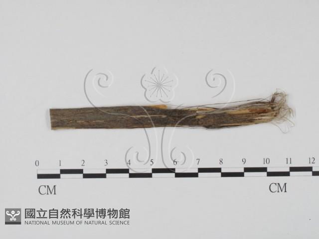 登錄號:F0011514藏品圖，第1張