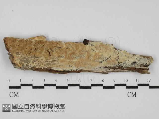 登錄號:F0031514藏品圖，第1張