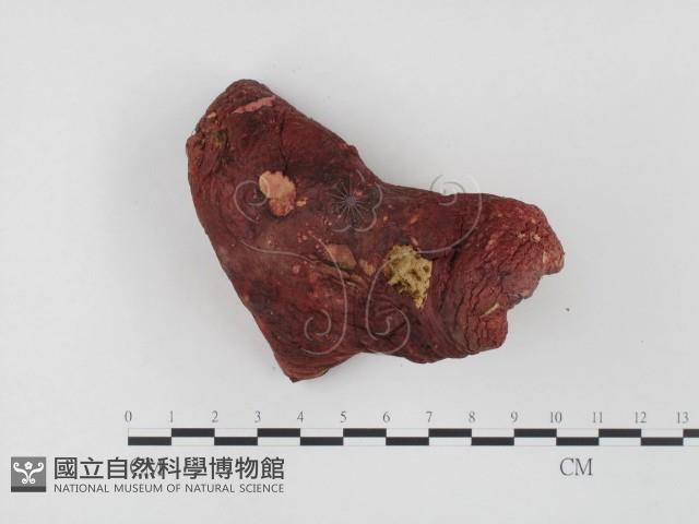 登錄號:F0024514藏品圖，第1張